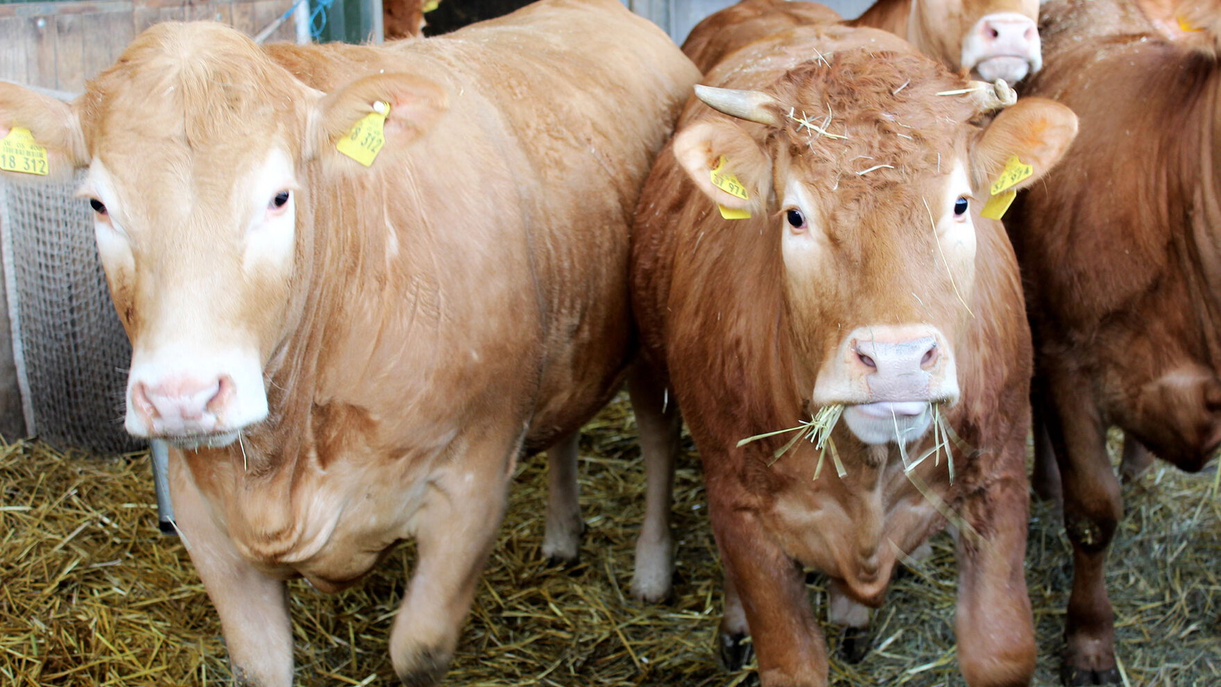 Speckshof - Kaufeinrind